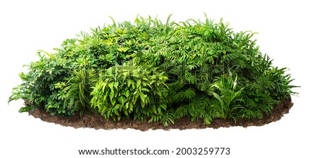 Cut out bush. Green foliage isolated on white background. Plants for garden design or landscaping. High quality clipping mask.