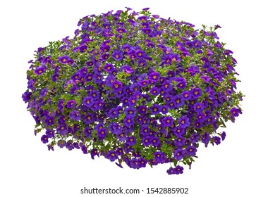 Cut Out Flowers. Blue Flowers Isolated On White Background. Hanging Flowers Basket. Flower Bed For Garden Design Or Landscaping. High Quality Clipping Mask.