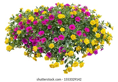 Cut Out Flowers. Blue Flowers Isolated On White Background. Hanging Flowers Basket. Flower Bed For Garden Design Or Landscaping. High Quality Clipping Mask.