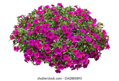 Cut Out Flowers. Pink Flowers Isolated On White Background. Hanging Flowers Basket. Flower Bed For Garden Design Or Landscaping. High Quality Clipping Mask.