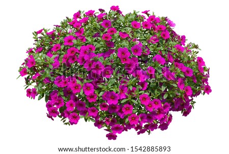 Cut out flowers. Pink flowers isolated on white background. Hanging flowers basket. Flower bed for garden design or landscaping. High quality clipping mask.
