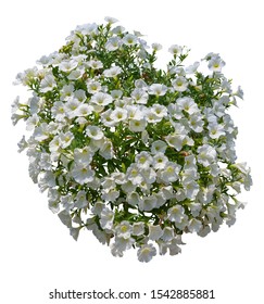 Cut Out Flowers. White Flowers Isolated On White Background. Hanging Flowers Basket. Flower Bed For Garden Design Or Landscaping. High Quality Clipping Mask.