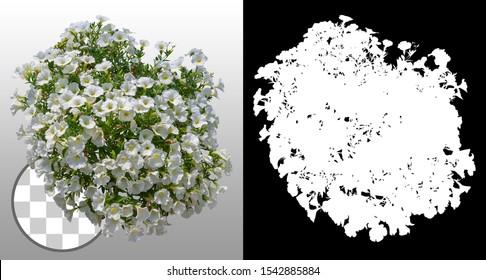 Cut Out Flowers. White Flowers Isolated On Transparent Background Via An Alpha Channel. Hanging Flowers Basket. Flower Bed For Garden Design Or Landscaping. High Quality Clipping Mask.