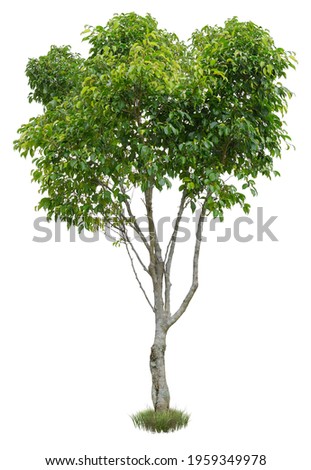 Cut out green tree.
Shrub isolated on white background. Cutout deciduous tree in summer. High quality image for professional composition.