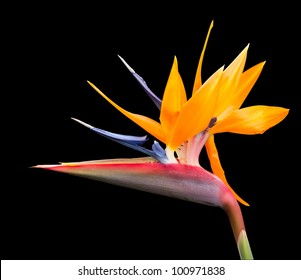 Cut Out Image Of Bird Of Paradise Flower With Pen Tool Path In File