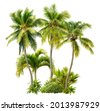 coconut tree png