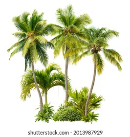 Cut out palm grove. Palm tree isolated on white background. Coconut tree. High quality image for professional composition. - Shutterstock ID 2013987929