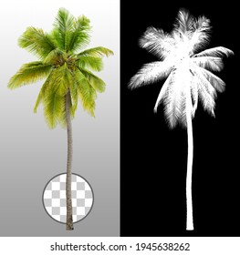 Cut Out Palm Tree.
Green Tree Isolated On Transparent Background Via An Alpha Channel. Cutout Coconut Tree. High Quality Clipping Mask For Professional Composition.
