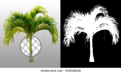 Cut Out Palm Tree.
Green Tree Isolated On Transparent Background Via An Alpha Channel. Cutout Coconut Tree. High Quality Clipping Mask For Professional Composition.
