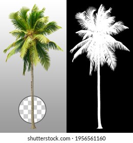 Cut Out Palm Tree.
Green Tree Isolated On Transparent Background Via An Alpha Channel. Coconut Tree Cutout. High Quality Clipping Mask For Professional Composition.
