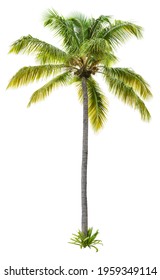 Cut Out Palm Tree.
Green Tree Isolated On White Background. Coconut Tree Cutout. High Quality Image For Professional Composition.