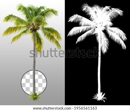 Cut out palm tree.
Green tree isolated on transparent background via an alpha channel. Coconut tree cutout. High quality clipping mask for professional composition.
