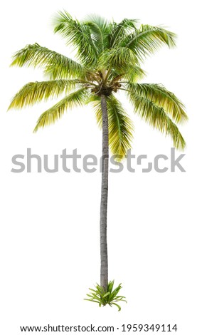 Cut out palm tree.
Green tree isolated on white background. Coconut tree cutout. High quality image for professional composition.