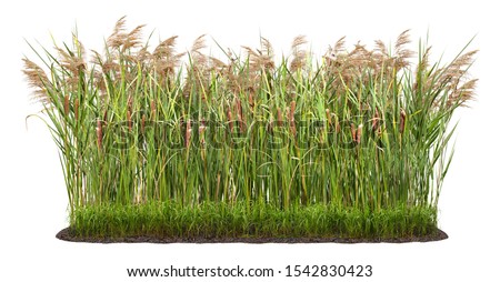 Cut out plant. Reed grass.
Cattail and reed plant isolated on white background. Cutout distaff and bulrush. High quality clipping mask for professional composition.

