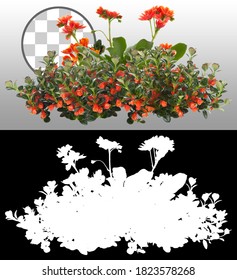 Cut out red flowers. Flower bed isolated on transparent background via an alpha channel. Bush for garden design or landscaping. High quality clipping mask.
