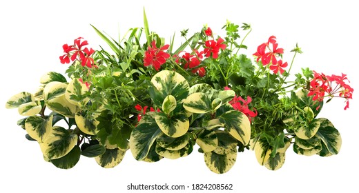 Cut Out Red Flowers. Flower Bed Isolated On White Background. Bush For Garden Design Or Landscaping. High Quality Clipping Mask.