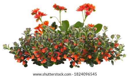 Cut out red flowers. Flower bed isolated on white background. Bush for garden design or landscaping. High quality clipping mask.