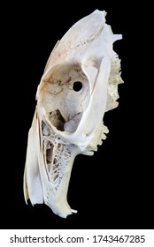 Cut Out Rodent Skull Isolated On Black Background