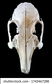 Cut Out Rodent Skull Isolated On Black Background