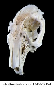 Cut Out Rodent Skull Isolated On Black Background