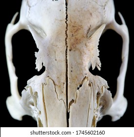 Cut Out Rodent Skull Isolated On Black Background