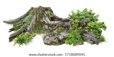 Cut out tree stump. Mossy tree roots. Old tree stub surrounded by green foliage. Dead tree isolated on white background. High quality clipping mask.