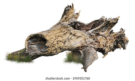 Cut out tree stump. Old tree stub isolated on white background. Dead tree. High quality clipping mask for professional composition.