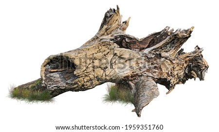 Cut out tree stump. Old tree stub isolated on white background. Dead tree. High quality clipping mask for professional composition.