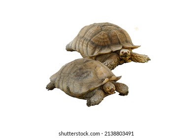 3,358 Two tortoise Images, Stock Photos & Vectors | Shutterstock