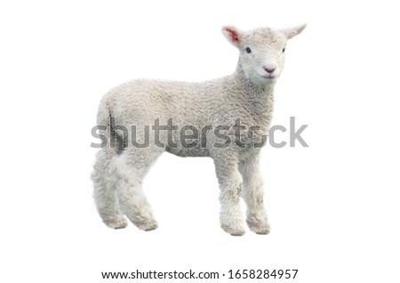 Cut out of young sheep lamb isolated on white background looking at camera. Side view full body length. Innocence and sacrifice concept .No people. Copy space