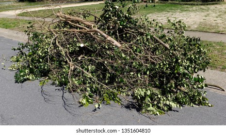 Branch Pile Images Stock Photos Vectors Shutterstock