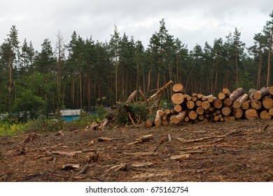 Cut pine