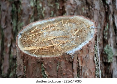 A Cut Pine Stump Covered With Pine Needles