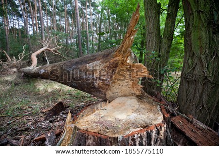 A cut pine tree lying in the forest.