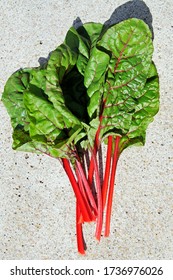 Cut Red Swiss Chard (Bright Lights).