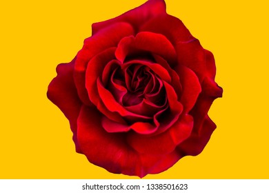 Cut rose on a yellow background
 - Powered by Shutterstock