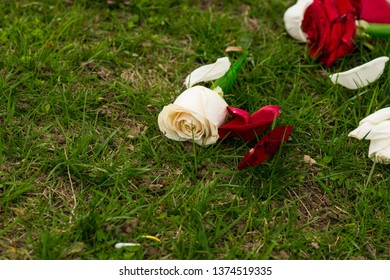 Cut Roses Lie Discarded In The Grass.