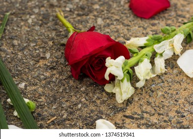 Cut Roses Lie Discarded In The Grass.