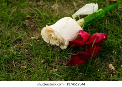 Cut Roses Lie Discarded In The Grass.