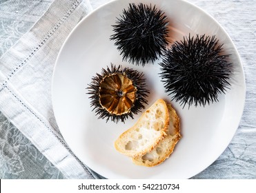 Sea Urchin Shell Images Stock Photos Vectors Shutterstock