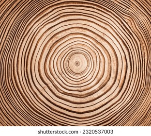 Cut, slice, section of larch tree wood isolated on a white background. Macro shot of a cut tree with annual rings. Stump, trunk of an old tree. Close up.