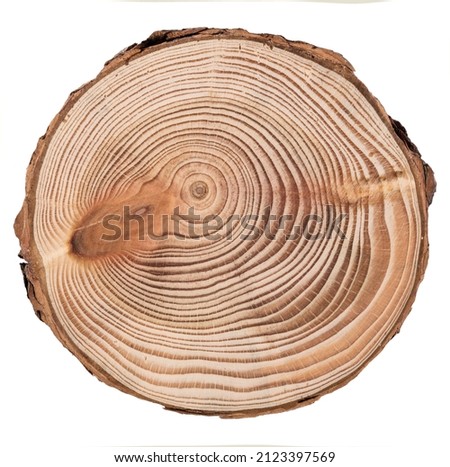 Cut, slice, section of larch tree wood isolated on a white background.  Macro shot of a cut tree with annual rings. Stump, trunk of an old tree.