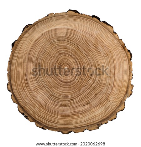 Cut, slice, section of tree wood isolated on a white background.  Macro shot of a cut tree with annual rings. Stump, trunk of an old tree.