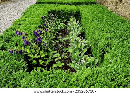 cut squares of flowerbed edging in a historic garden made of boxwood hedges. courtyard of the castle along the cobblestone path row of squares frozen ice, snowing  evergreen topiary, snow, winter