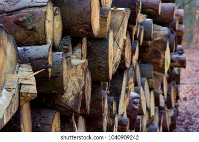 Cut and stacked pine trees.