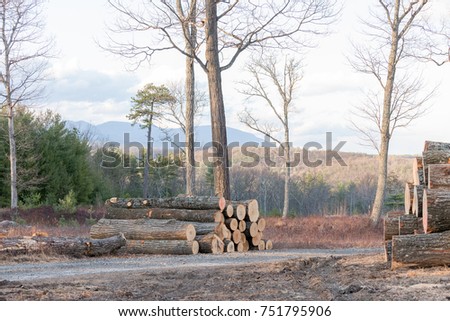 Cut and Stacked Trees ready to be made into lumber, on a Mountain Top in Upstate New York with Catskill Mountain Views. 