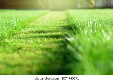 Cut strip of green grass. Mowing the lawn. Selective focus - Shutterstock ID 1074940871