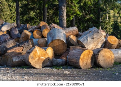 Cut Stumps And Logs Pine Tree After Tree Removal Service. Preparing Firewood For The Winter. Sawn Logs Are Randomly Stacked In A Pile. The Cuts Tree Are Stacked Randomly, Close Up