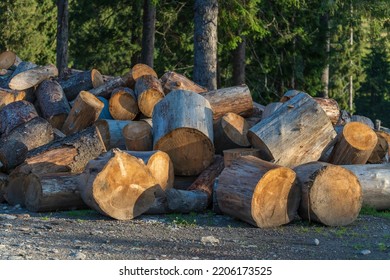 Cut Stumps And Logs Pine Tree After Tree Removal Service. Preparing Firewood For The Winter. Sawn Logs Are Randomly Stacked In A Pile. The Cuts Tree Are Stacked Randomly, Close Up