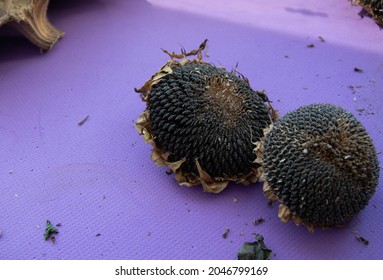 Cut sunflowers on purple background